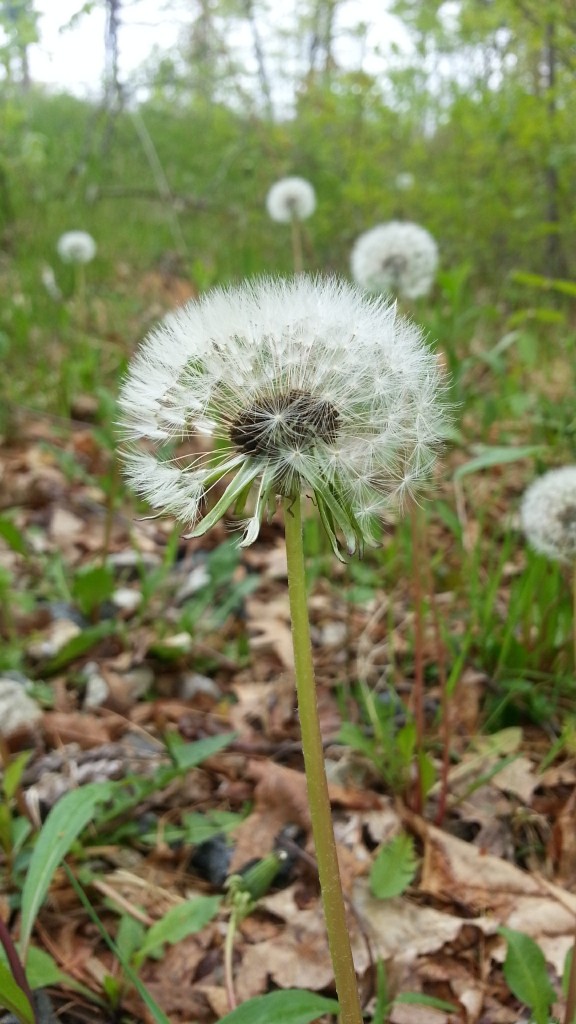 dandelions