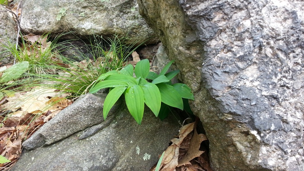 rock and leaves