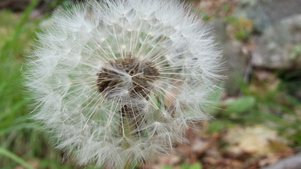 dandelion