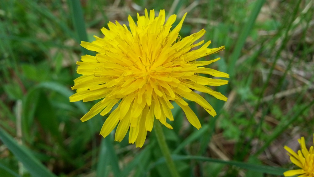 dandelion