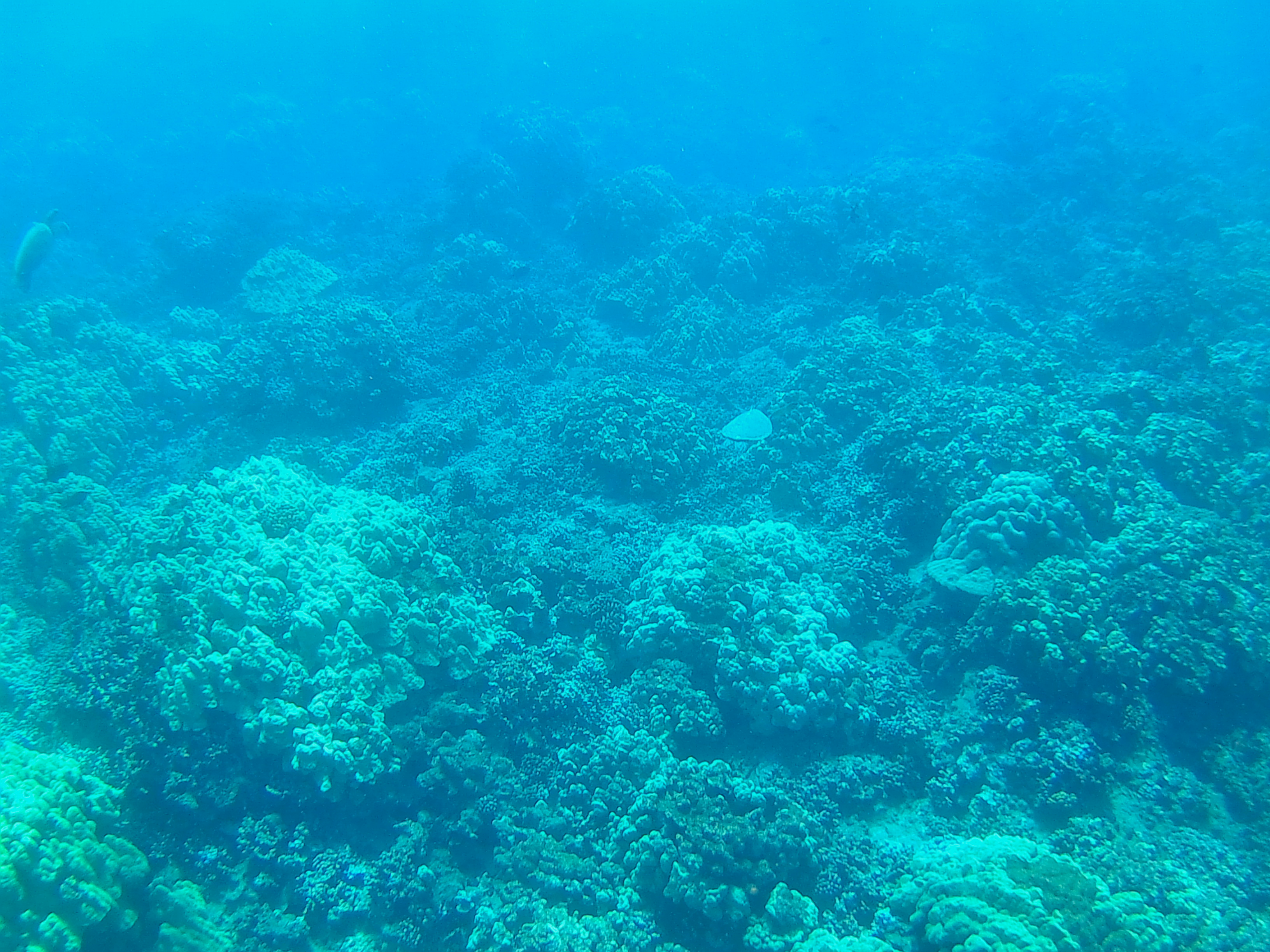 Swimming with Green Sea Turtles, Maui